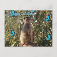 Erdmännchen und blaue Schmetterlinge, Geburtstagsp