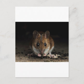 Erdnuss der Holzmäuse Postkarte