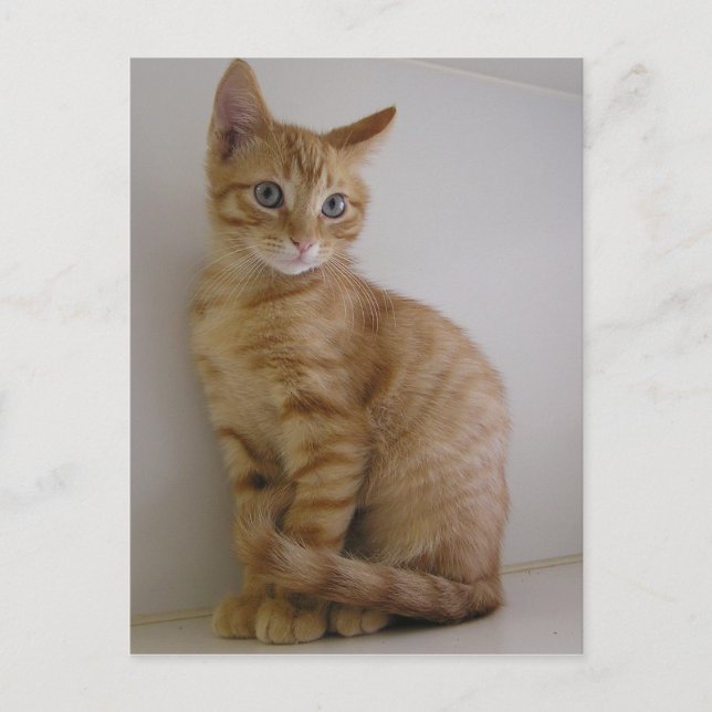 Erdnuss Postkarte (Vorderseite)