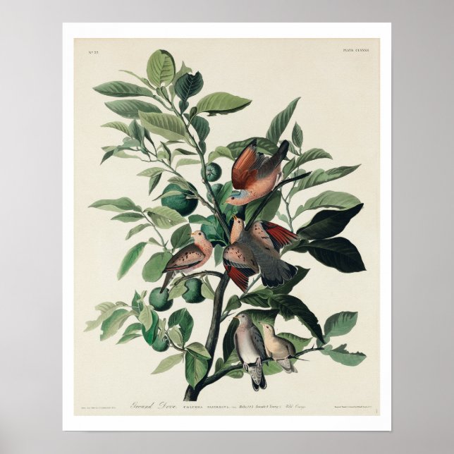 Erdock von Audubon Poster (Vorne)