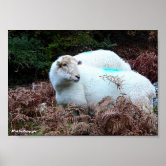 Erfasstes Schaf beim Schauen Poster