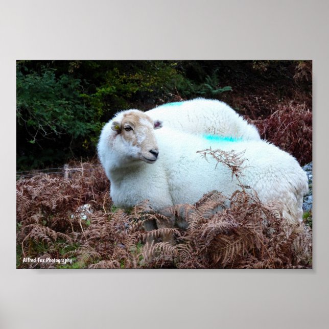 Erfasstes Schaf beim Schauen Poster (Vorne)