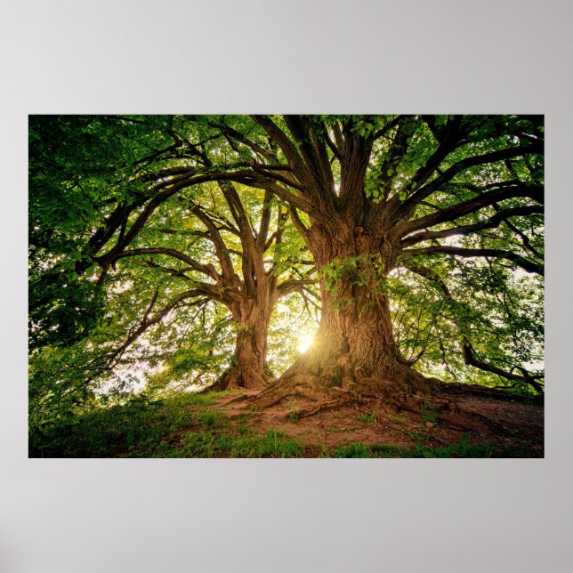 Erfrischender Naturbaum Sonnenlicht Whimsikales Fo Poster (Vorne)