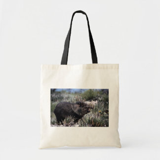 Ergatterter Peccary (javelina) gähnend unter dem Tragetasche