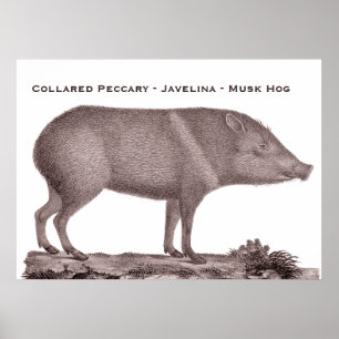 Ergatterter Peccary - Javelina - Moschus-Schwein - Poster