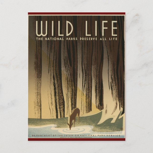 Erhaltung des wild lebenden Lebens Postkarte (Vorderseite)