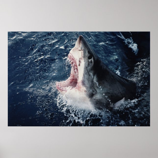 Erhöhter Haifisch Mund geöffnet Poster (Vorne)