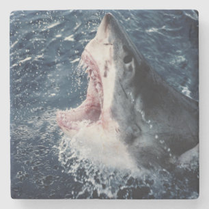 Erhöhter Haifischmund offen Steinuntersetzer