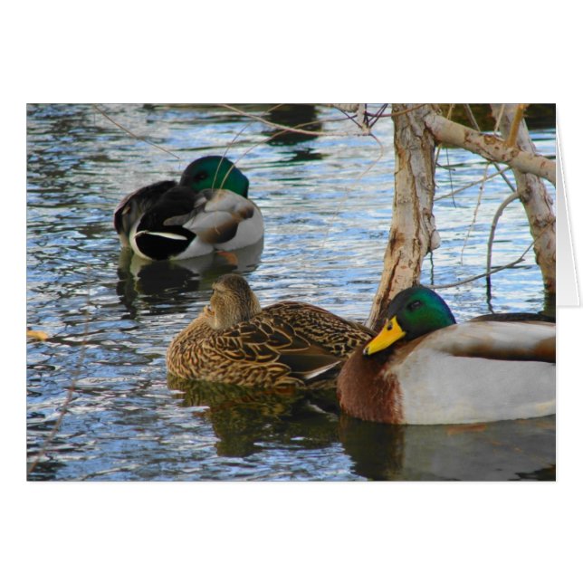 Erholung (Vorderseite (Horizontal))