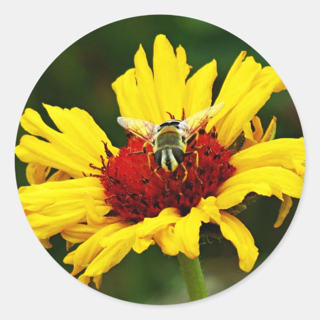 Erholungen der kleinen Biene auf der Gelborange Wi Runder Aufkleber (Vorderseite)
