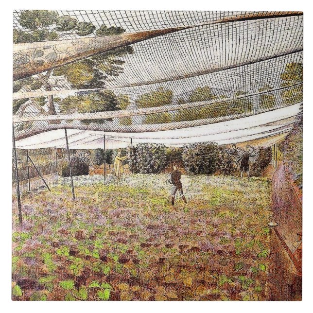 Eric Ravilious art, Strawberry Nets, Fliese (Vorderseite)
