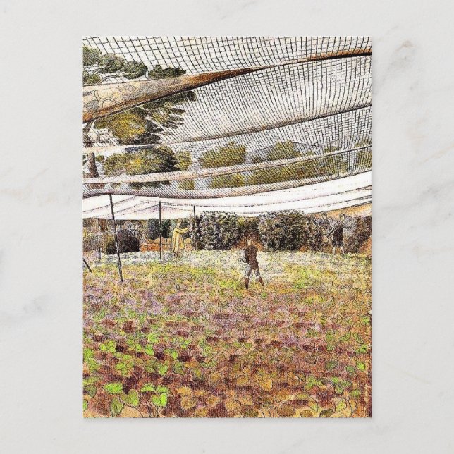 Eric Ravilious Artwork, Strawberry Nets, Postkarte (Vorderseite)