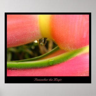 Erinnern Sie sich an das Magic Heliconia Poster Pr