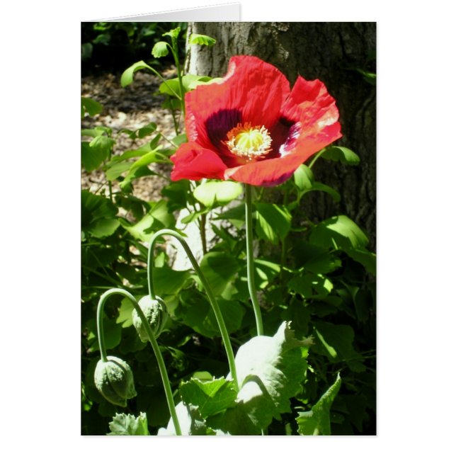 Erinnerung Poppy (Vorne)