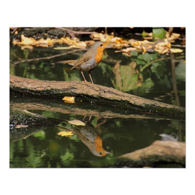 Erithacus rubecula poster (Vorderseite)