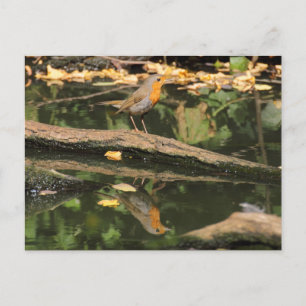 Erithacus rubecula postkarte