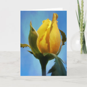 Erklärungen zur Yellow Rose Scripture Card 3:22-23 Karte