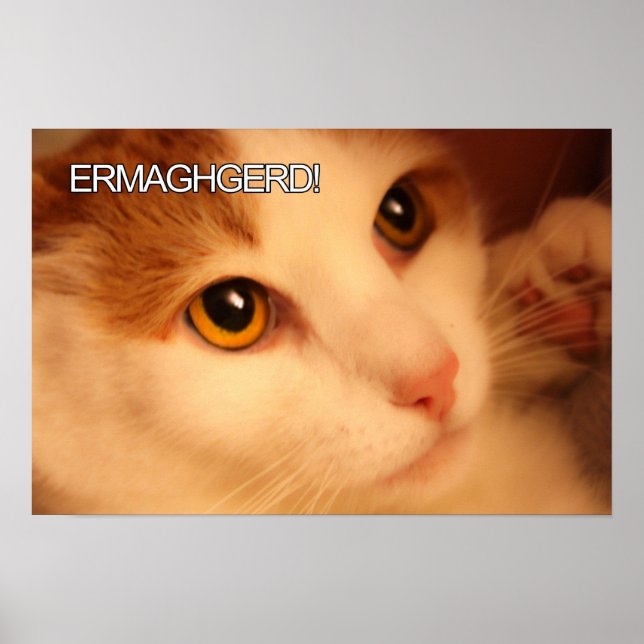 Ermahgerd Niedlich Orange Cat Poster (Vorne)