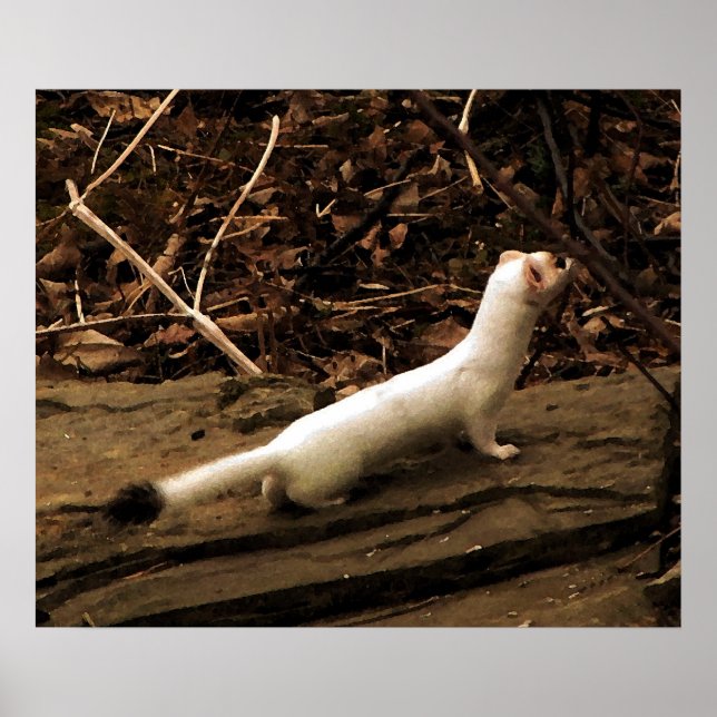 Ermine Poster (Vorne)
