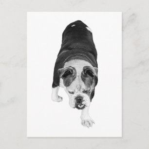 Ermutigender Spaziergang mit Hund teilt aktive Fei Postkarte