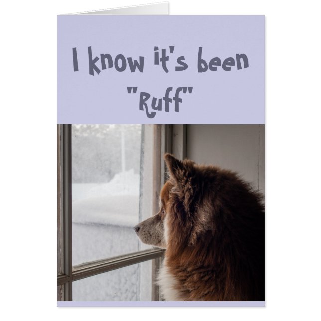 Ermutigung/ Niedlicher Hund nach draußen schauen (Vorne)