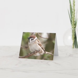 Ermutigung/Spatz Karte