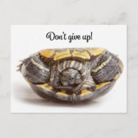 Ermutigung von Schildkröten nicht auf den Kopf