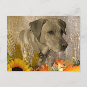 Ernest Labrador Retriever Postkarte