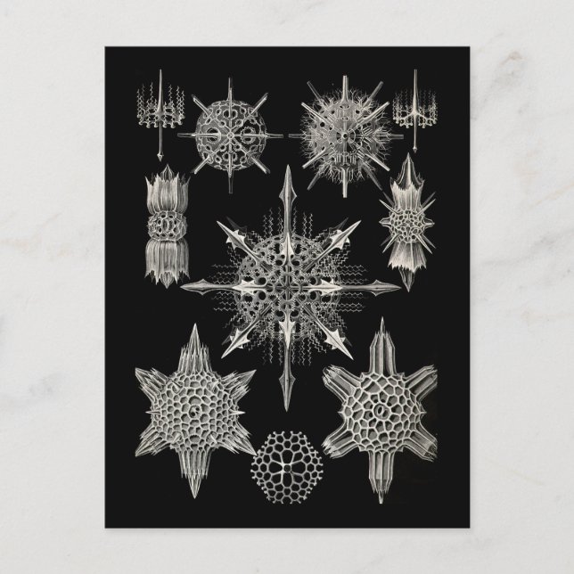 Ernst Haeckel | Acanthophracta Postkarte (Vorderseite)