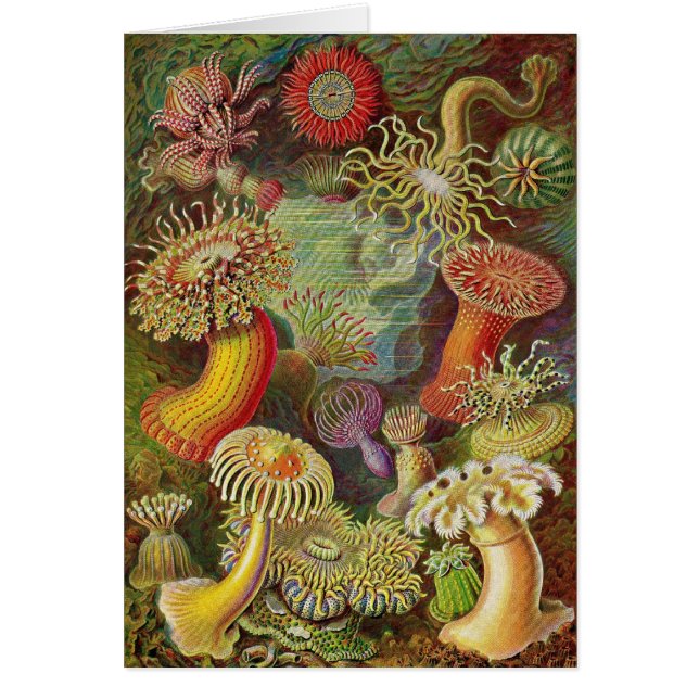 Ernst Haeckel - Actiniae Anemonen (Vorne)