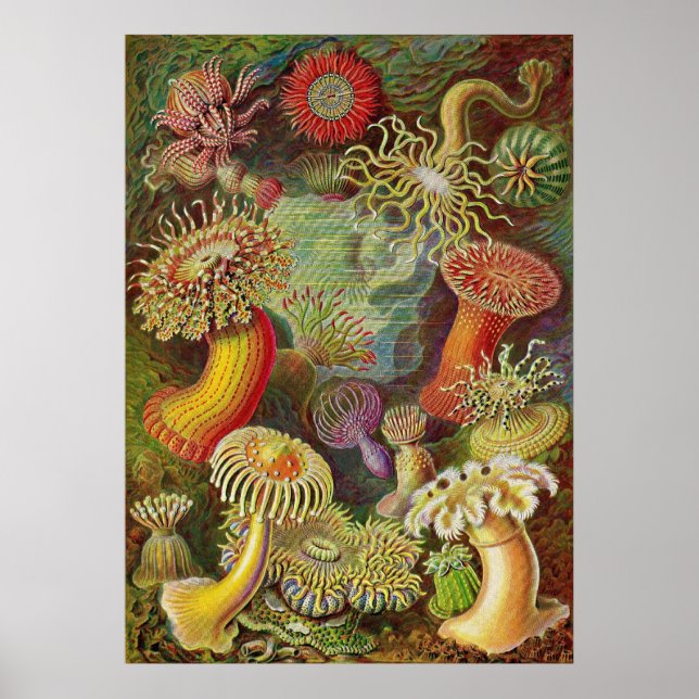 Ernst Haeckel - Actiniae Anemones Poster (Vorne)