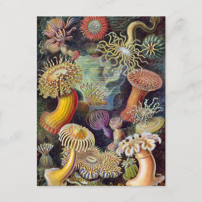 Ernst Haeckel Actiniaea Seeanemon Postkarte (Vorderseite)