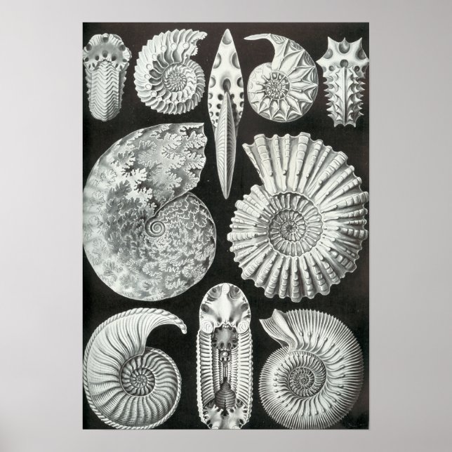 Ernst Haeckel - Ammonitida Poster (Vorne)