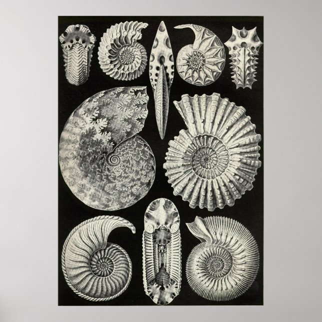 Ernst Haeckel - Ammonitida Poster (Vorne)