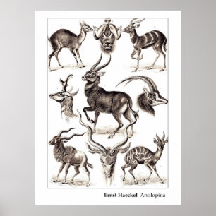 Ernst Haeckel Antilopina an der Grenze Poster