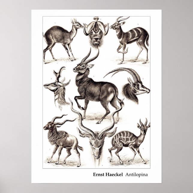 Ernst Haeckel Antilopina an der Grenze Poster (Vorne)