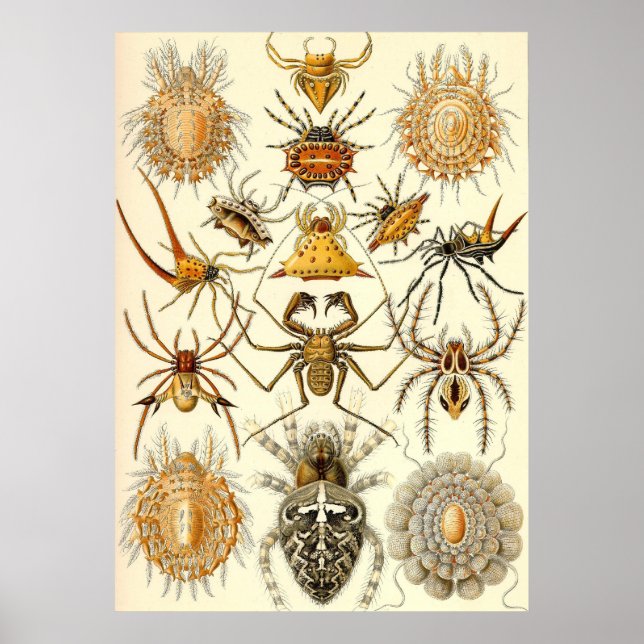 Ernst Haeckel - Arachnida Poster (Vorne)