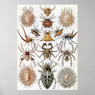 Ernst Haeckel Arachnida Spiders Poster