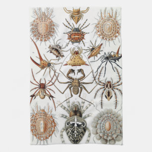 Ernst Haeckel Arachnida Spiders Poster Case Mate i Geschirrtuch