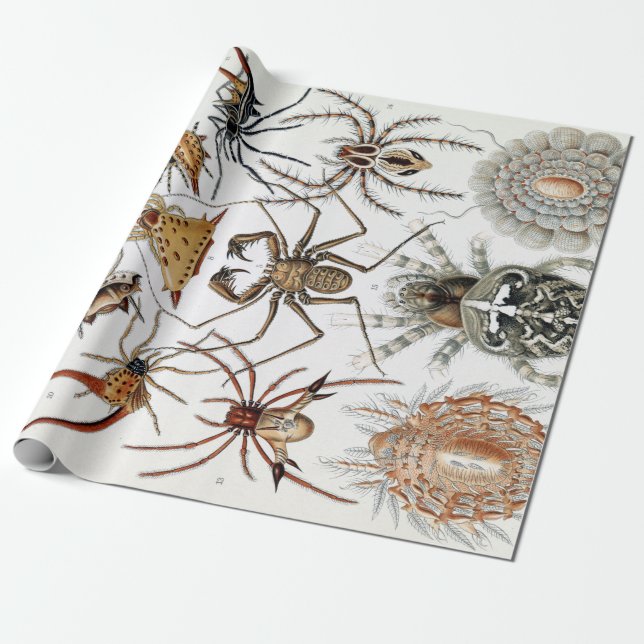 Ernst Haeckel Arachnida Spiders Poster Geschenkpapier (Ungerollt)