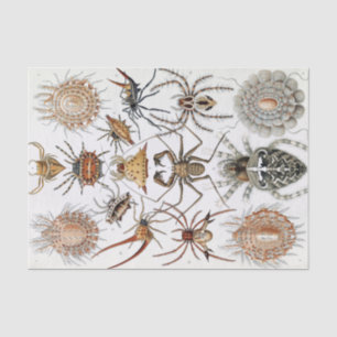 Ernst Haeckel Arachnida Spiders Poster Seidenpapier