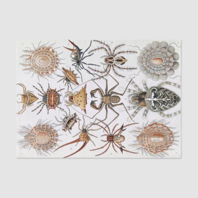 Ernst Haeckel Arachnida Spiders Poster Seidenpapier (Vorderseite)