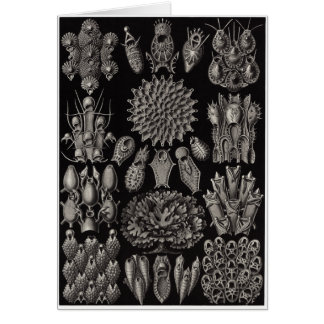 Ernst Haeckel Art Card:Bryozoa