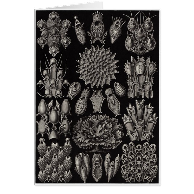 Ernst Haeckel Art Card:Bryozoa (Vorne)