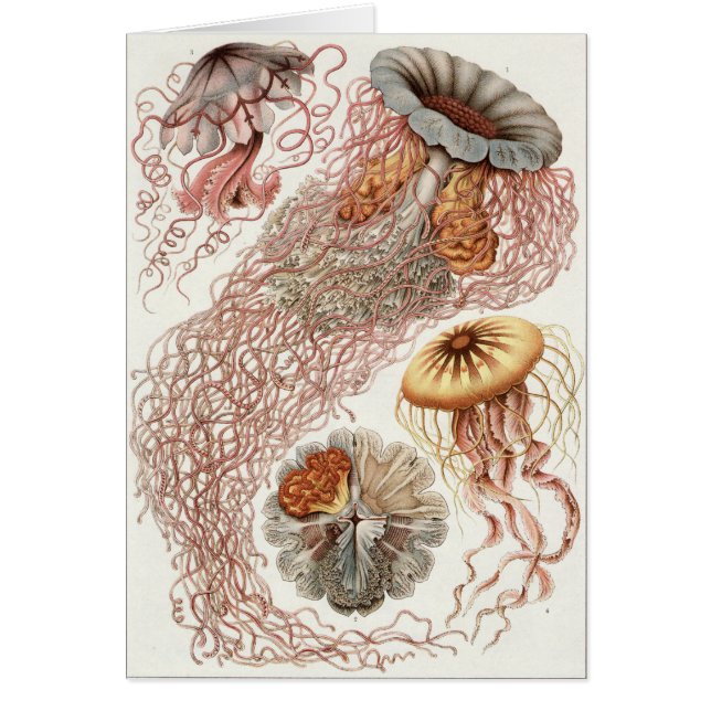 Ernst Haeckel Art Card: Discomedusae (Vorne)