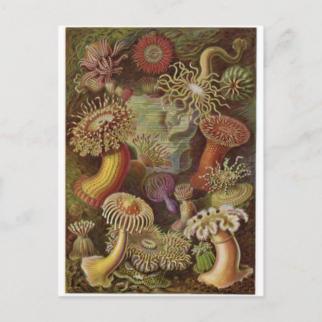 Ernst Haeckel Art Postcard: Actiniae Postkarte (Vorderseite)