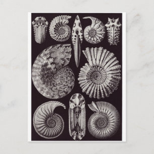 Ernst Haeckel Art Postcard: Ammonitida Postkarte
