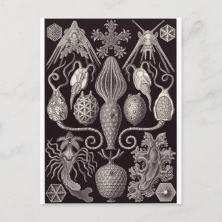 Ernst Haeckel Art Postcard: Amphoridea Postkarte