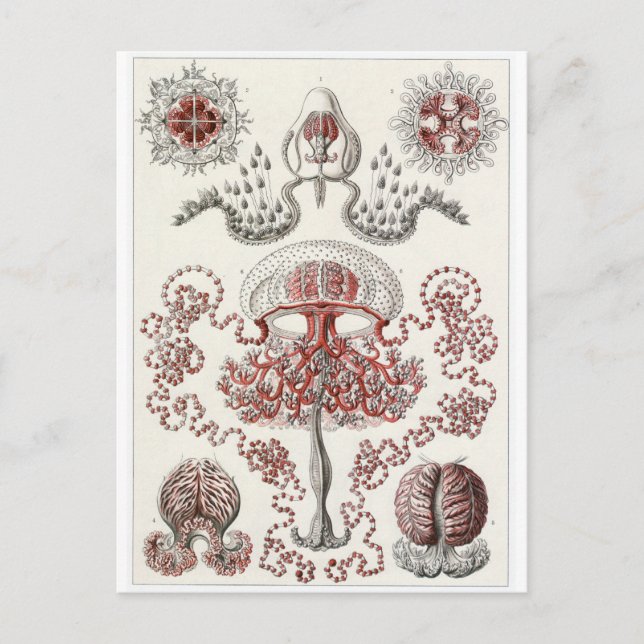 Ernst Haeckel Art Postcard: Anthomedusae Postkarte (Vorderseite)