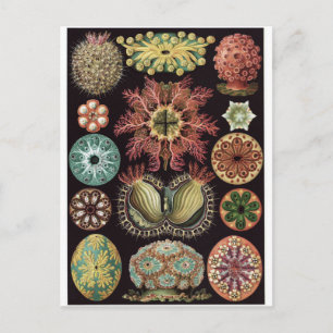 Ernst Haeckel Art Postcard: Ascidiae Postkarte